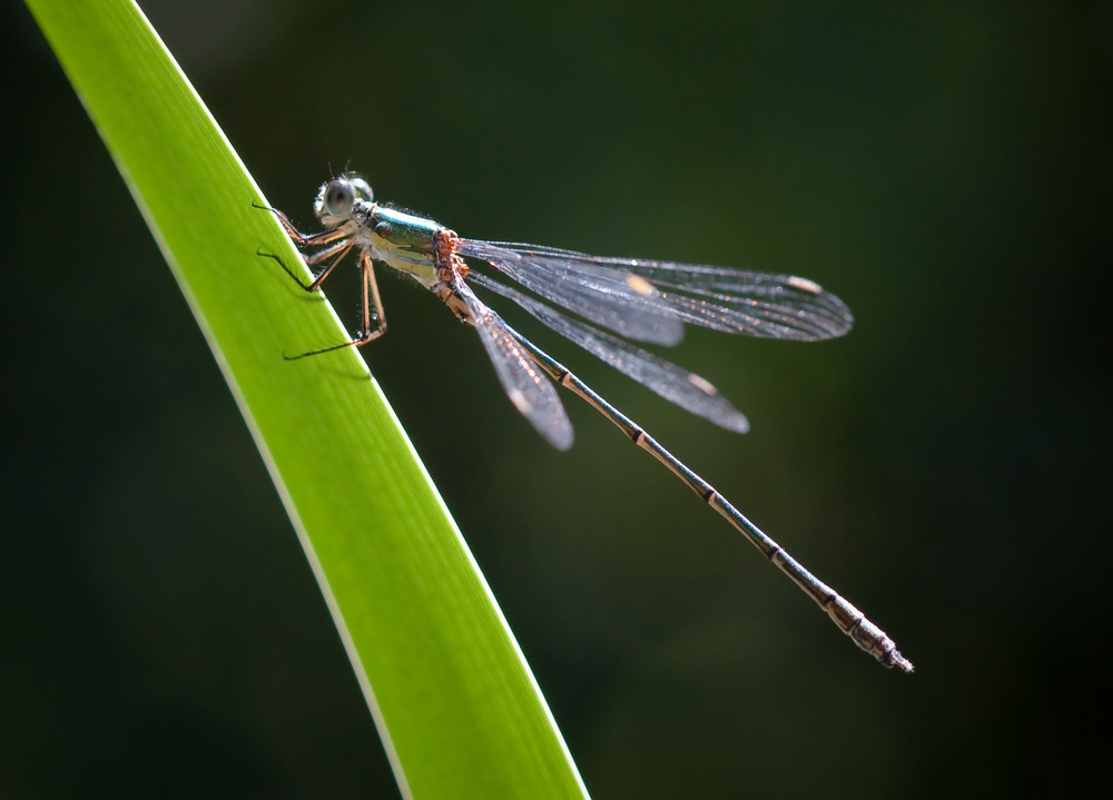 kleine libelle