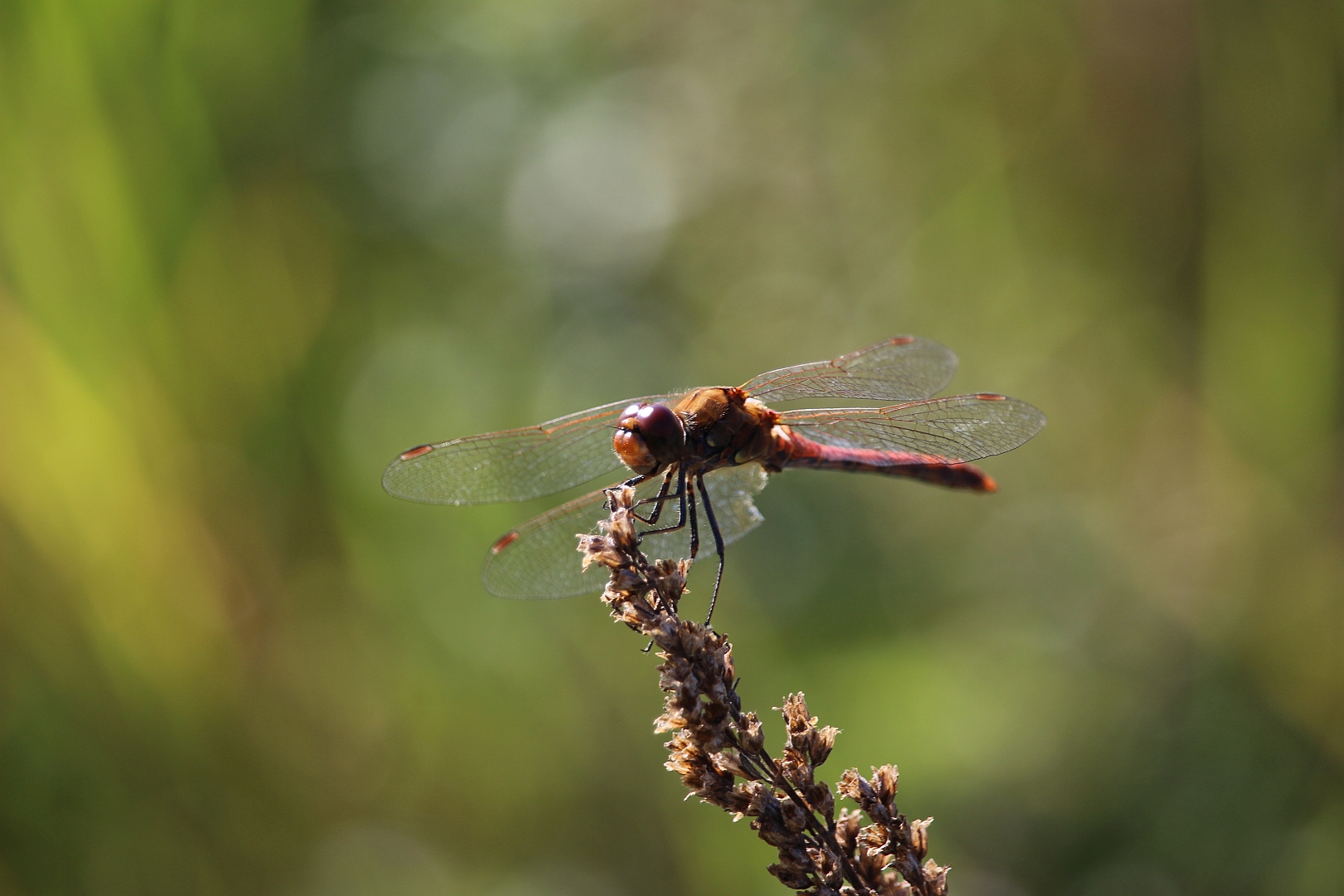 Kleine Libelle