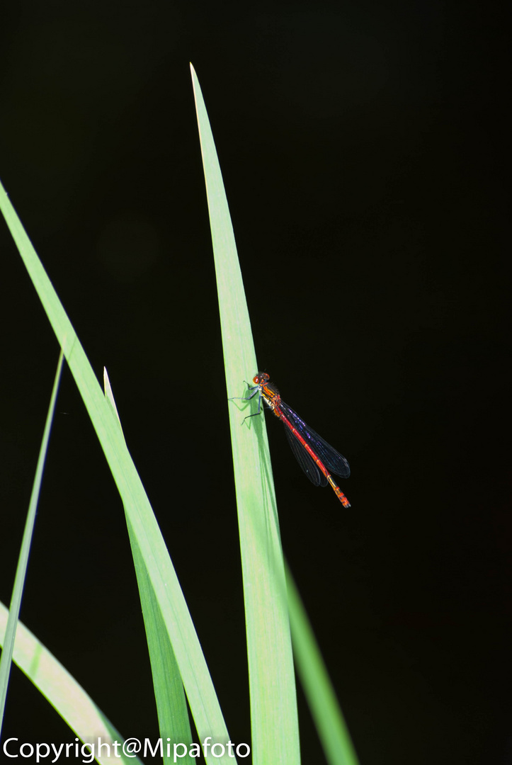 Kleine Libelle