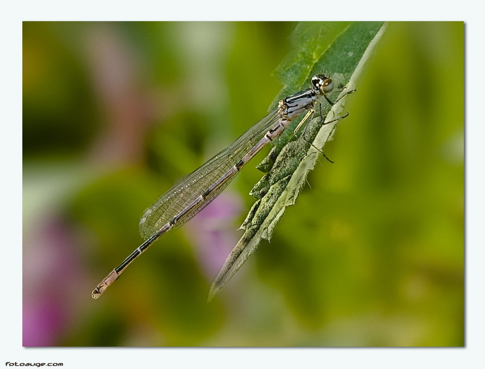 kleine Libelle