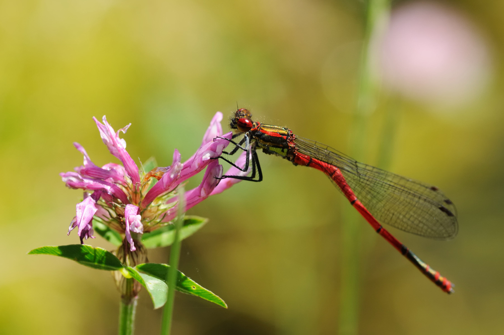 Kleine Libelle