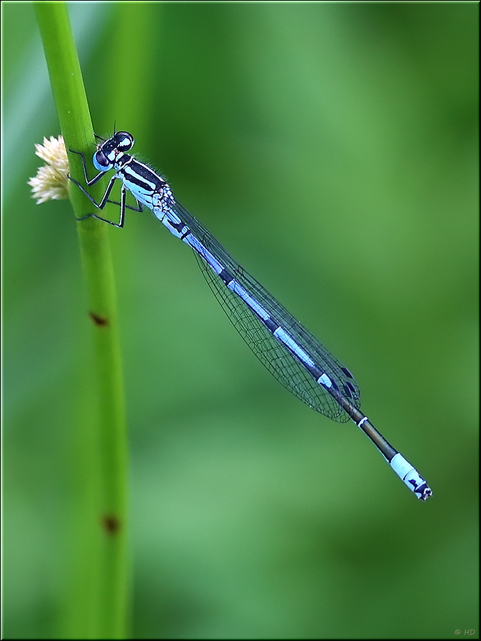 kleine Libelle