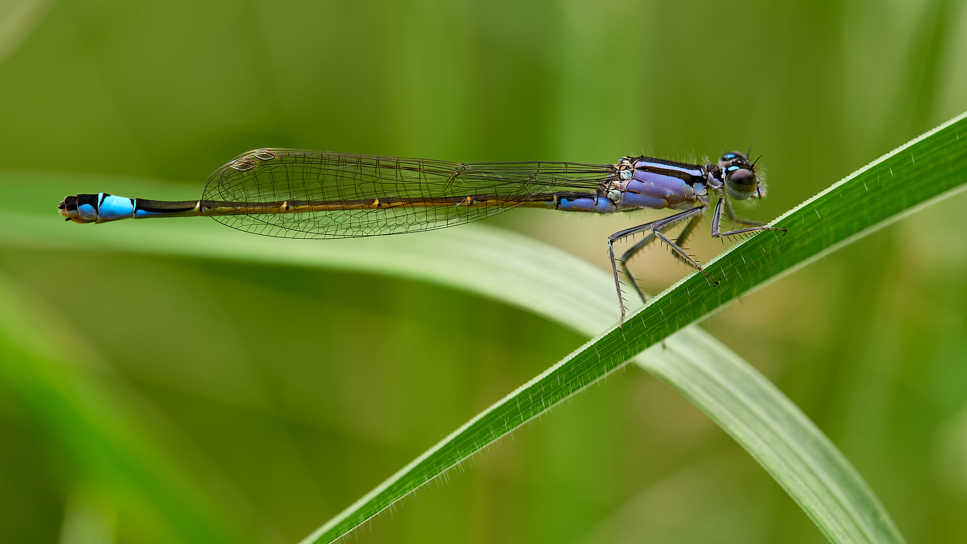 kleine Libelle