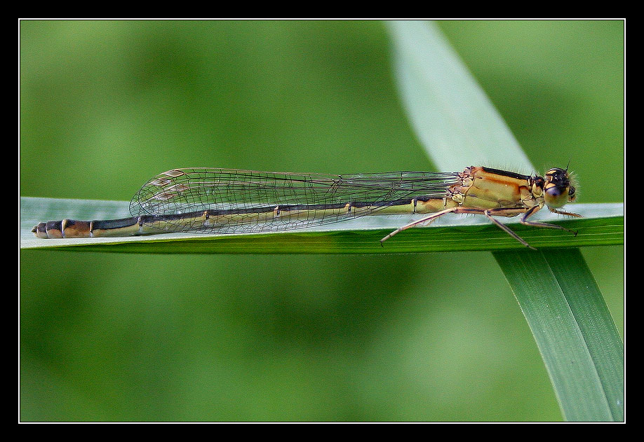 kleine Libelle