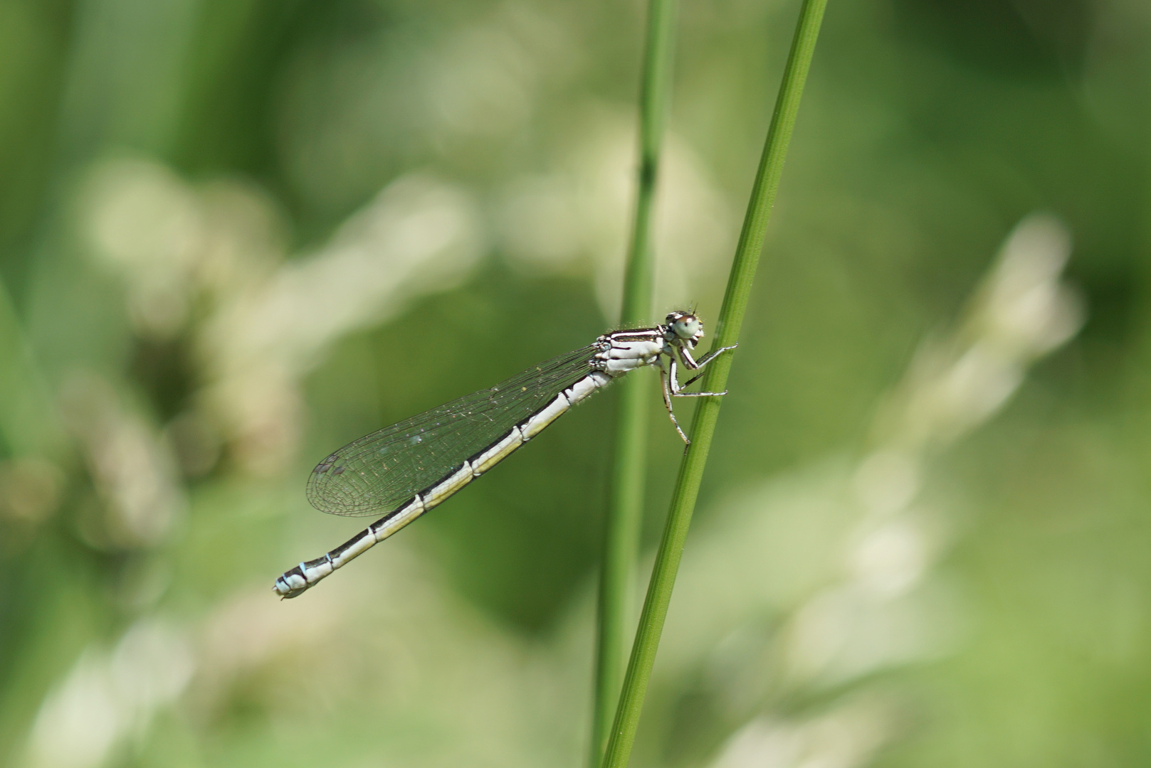 Kleine Libelle