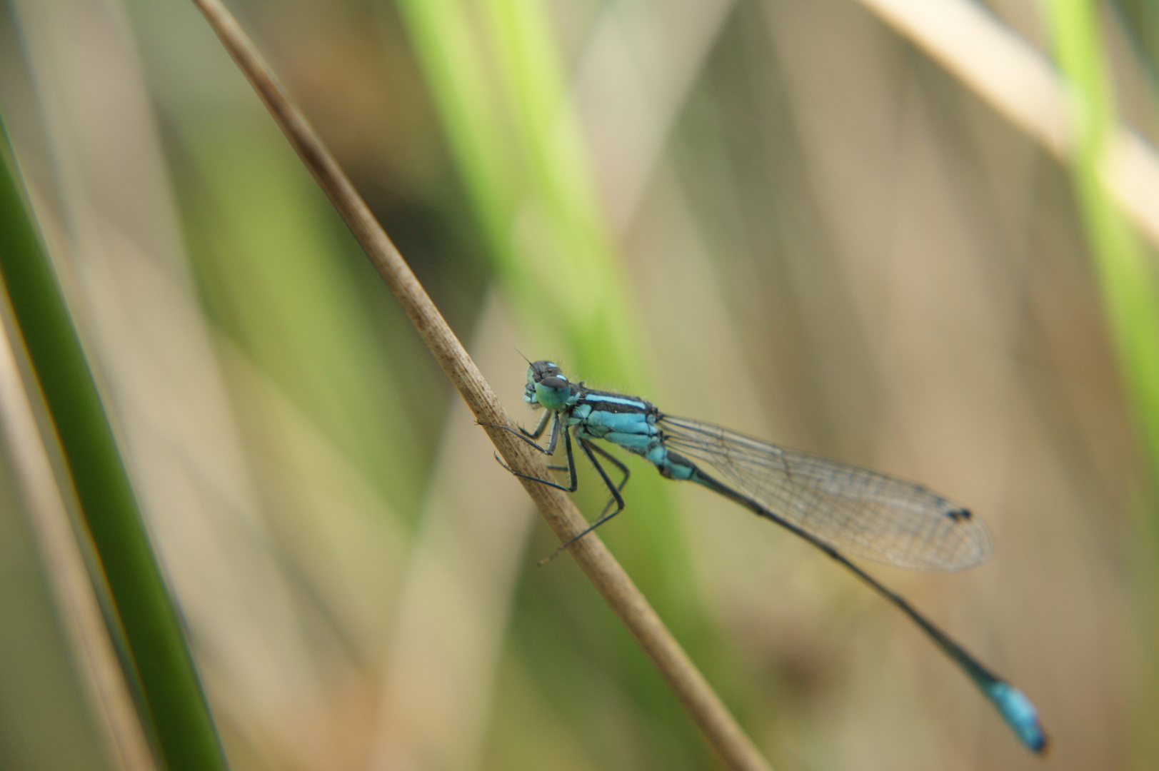 Kleine Libelle am Helmut Schack See