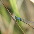 Kleine Libelle am Helmut Schack See