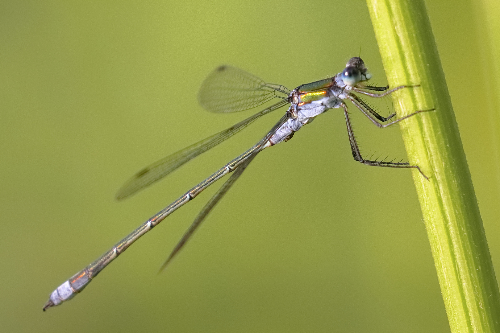 Kleine Libelle am Teich