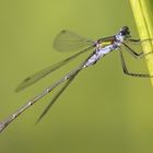 Kleine Libelle am Teich