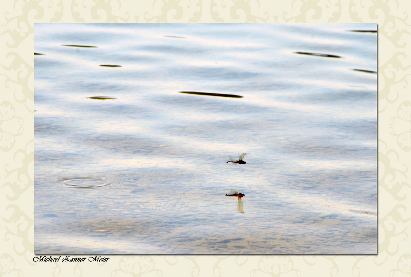 Kleine Libelle auf dem Chiemsee