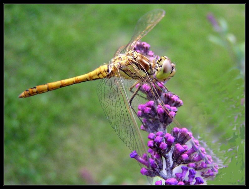 Kleine Libelle