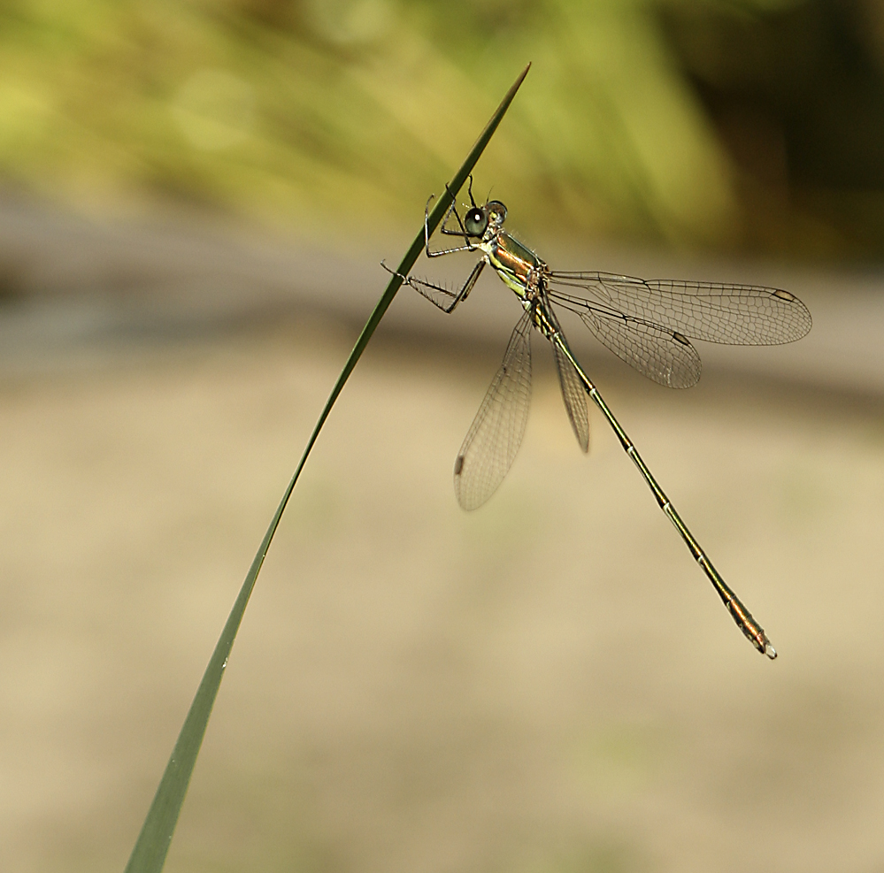 kleine Libelle