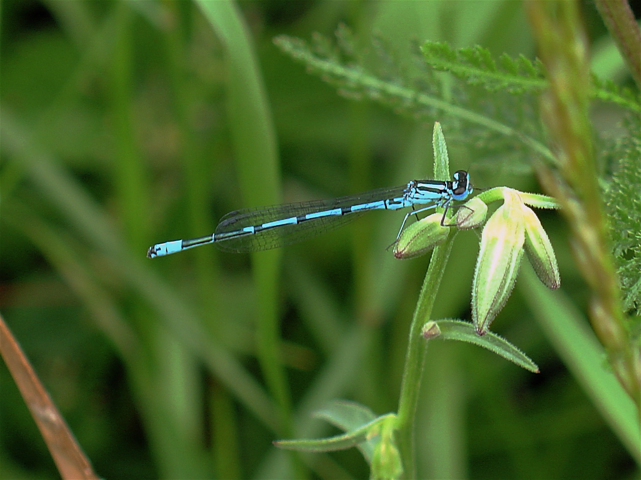 Kleine Libelle