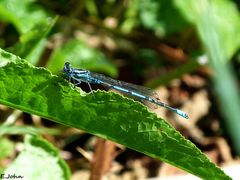 Kleine Libelle. Hufeisen-Azurjungfer