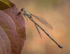 kleine libelle im herbst