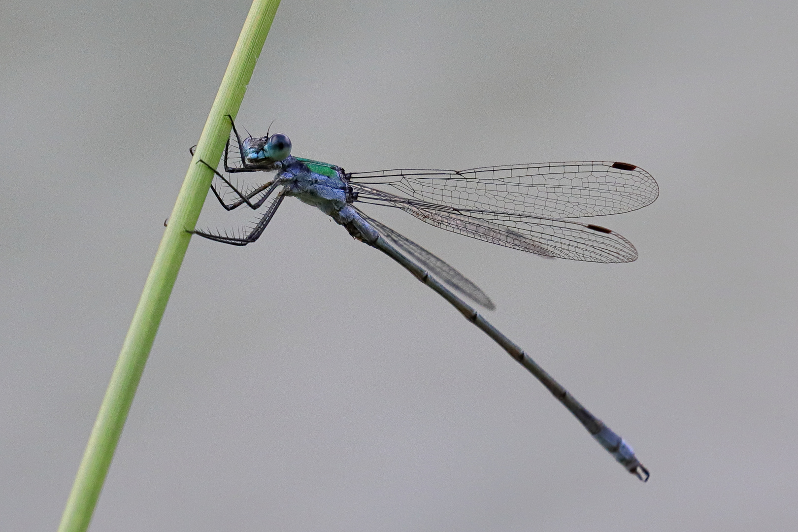 Kleine Libelle im Wind