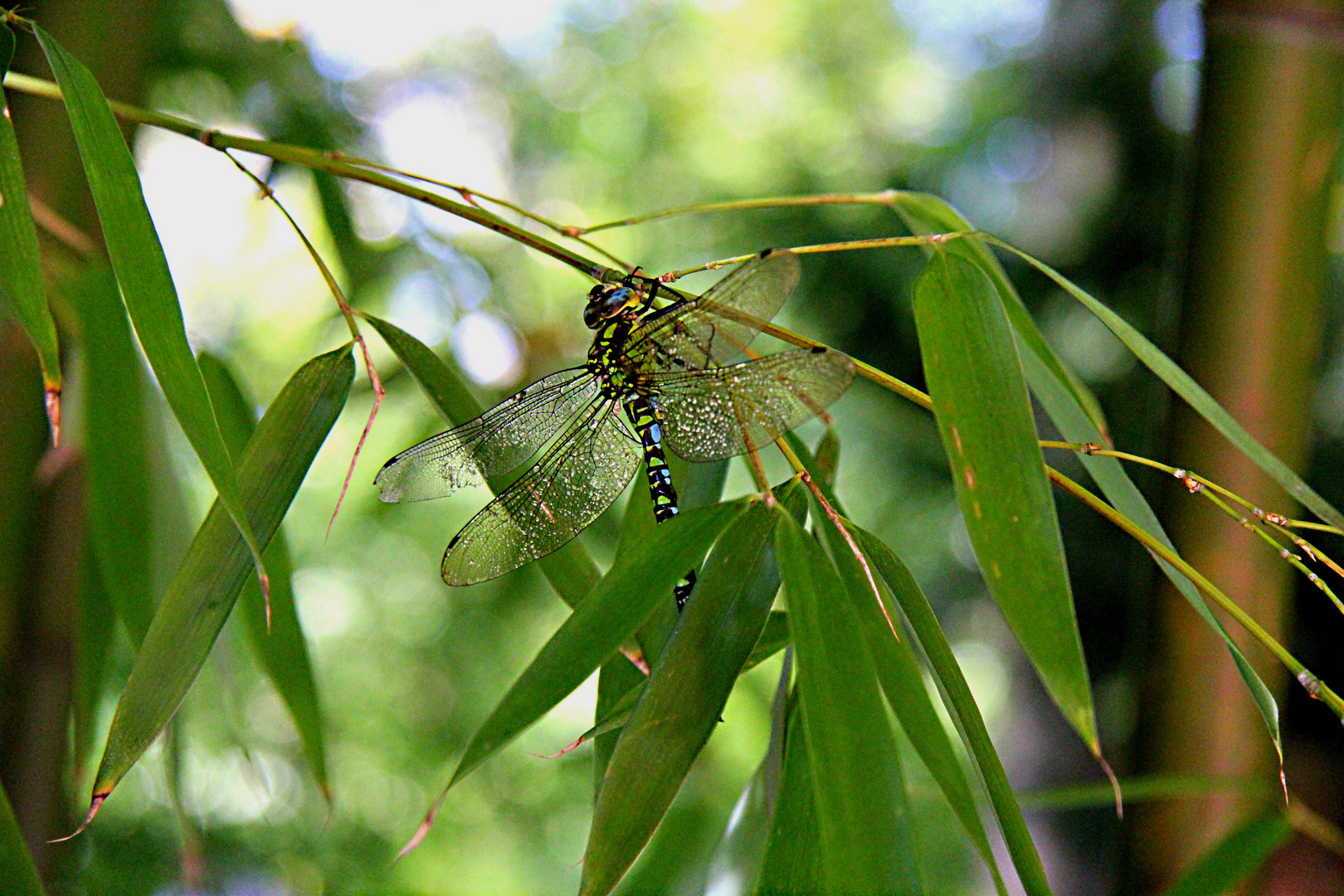 Kleine Libelle Lebe