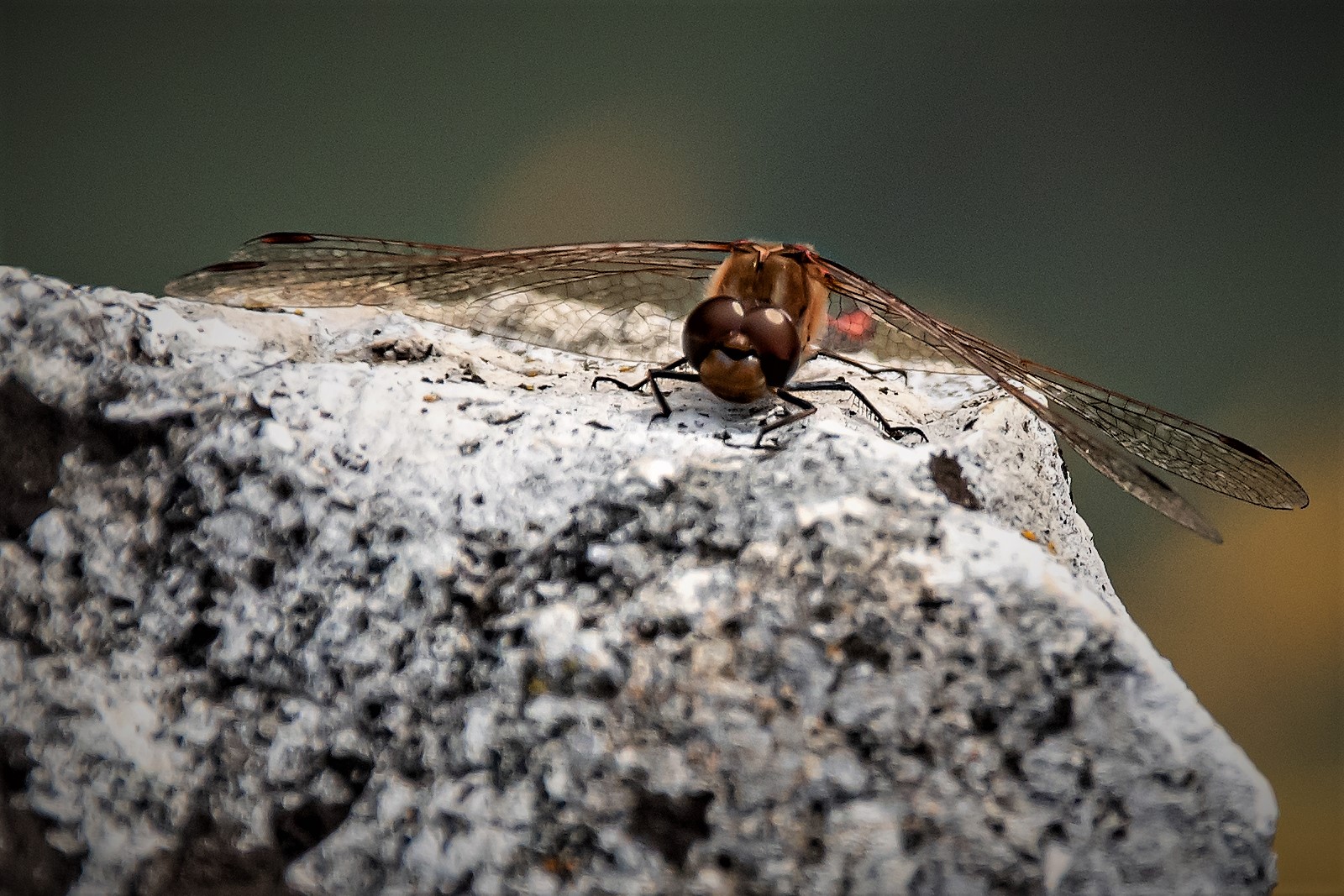 kleine Libelle noch unterwegs