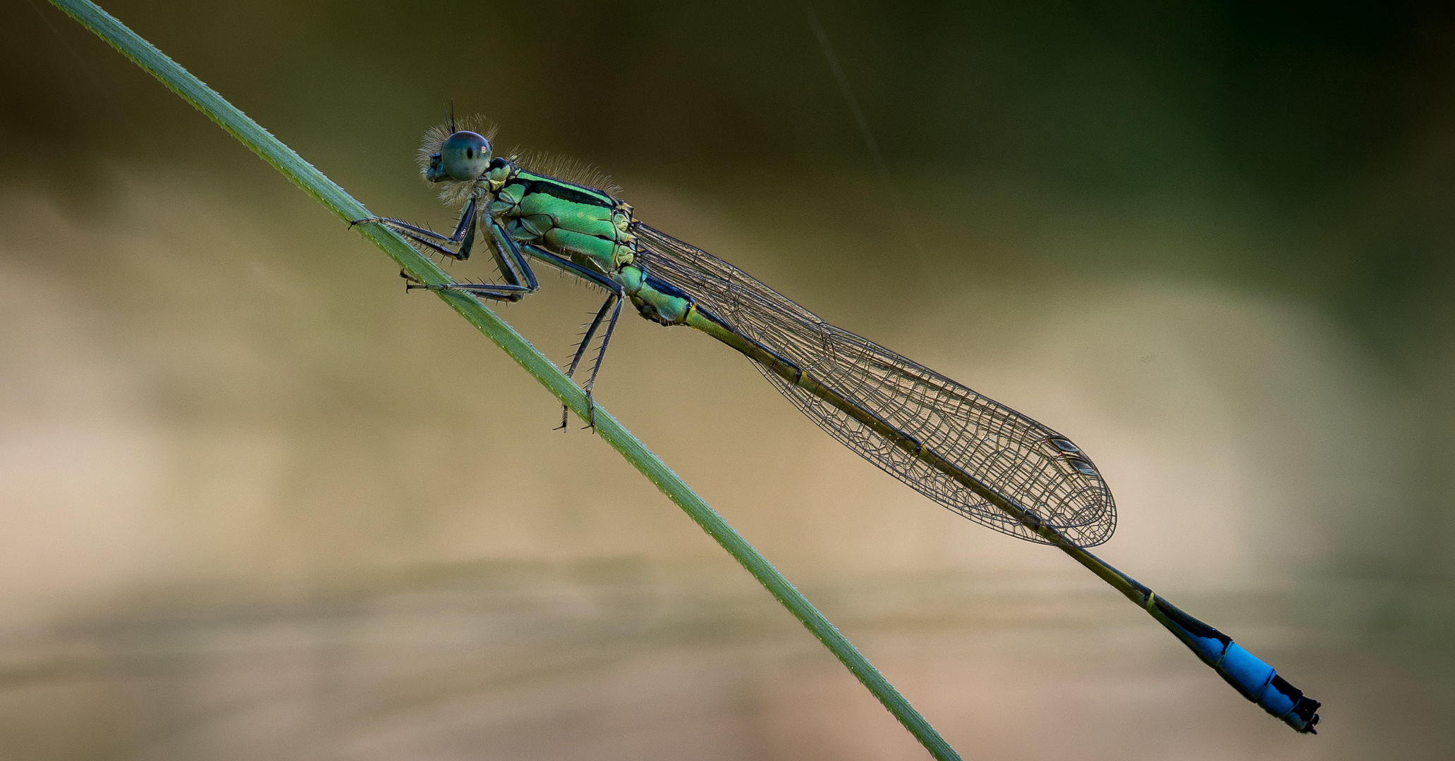 Kleine Libelle sammelt wärmende Sonnenstrahlen am frühen Morgen