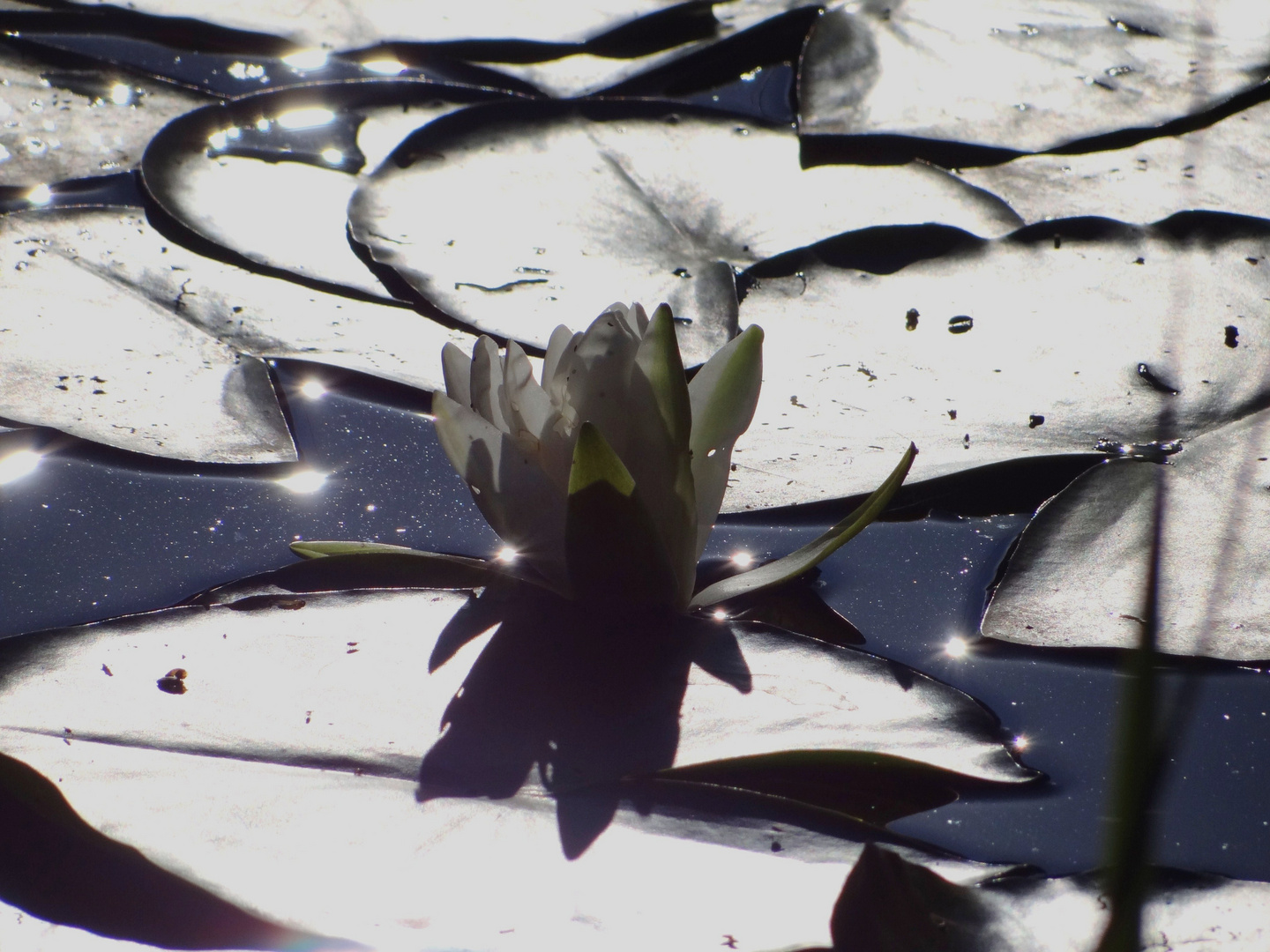 kleine Lichtgeister am Teich