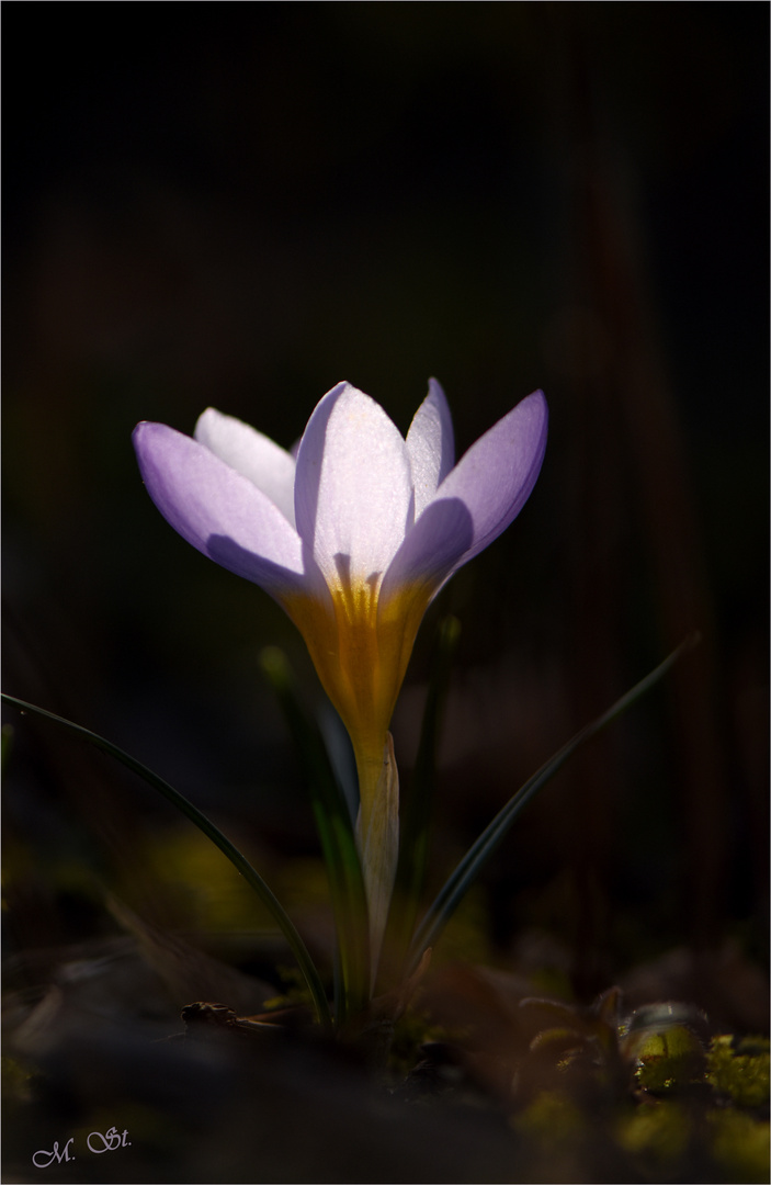 Kleine Lichtgestalt