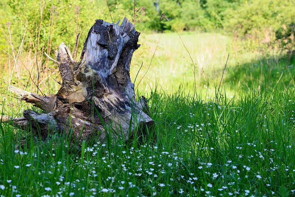 Kleine Lichtung