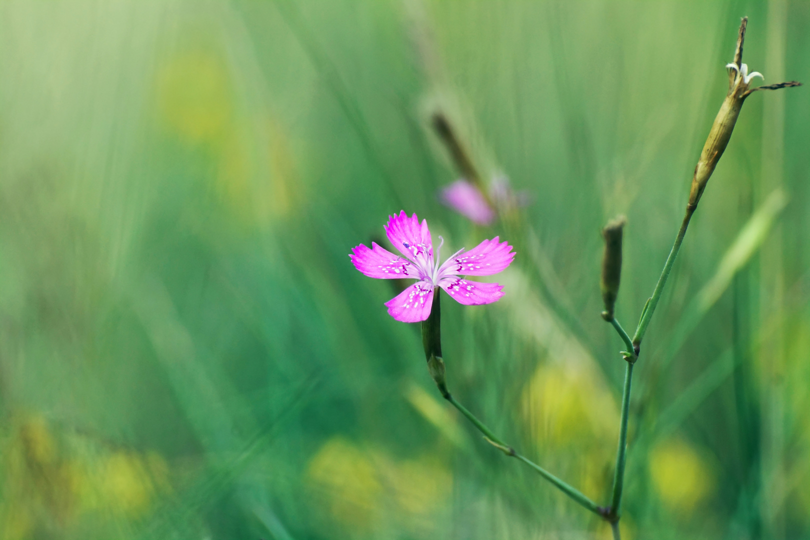 kleine Lila Blüte