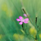 kleine Lila Blüte