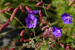 Kleine lila Blüten