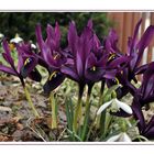 Kleine lila Iris