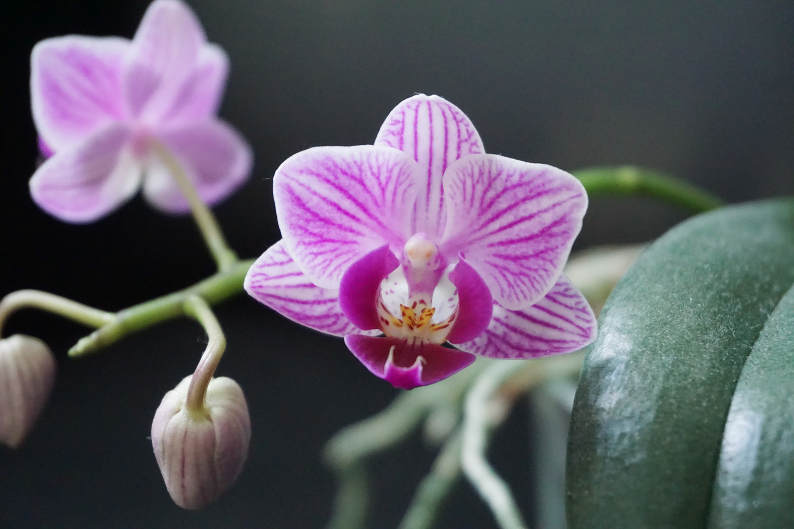 Kleine lila Orchidee