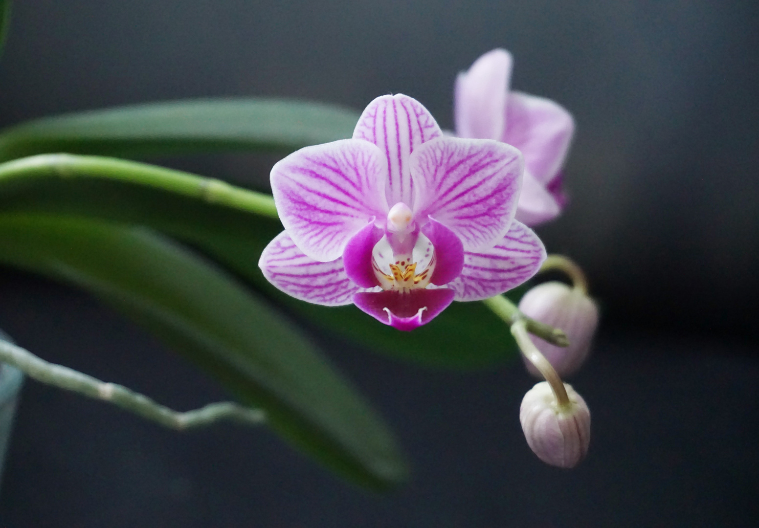 Kleine lila Orchidee