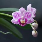 Kleine lila Orchidee