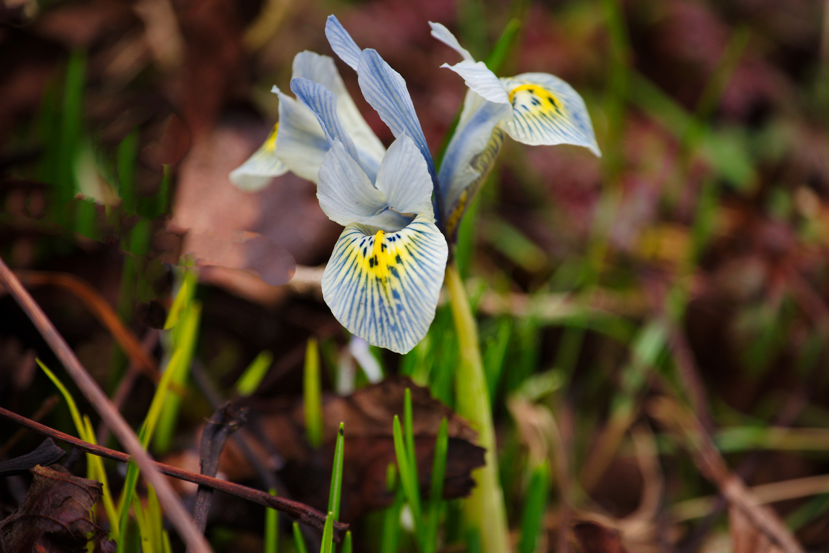 Kleine Lilie im Frühling (Siberische Bartiris )