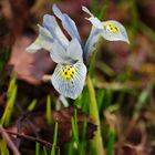 Kleine Lilie im Frühling (Siberische Bartiris )