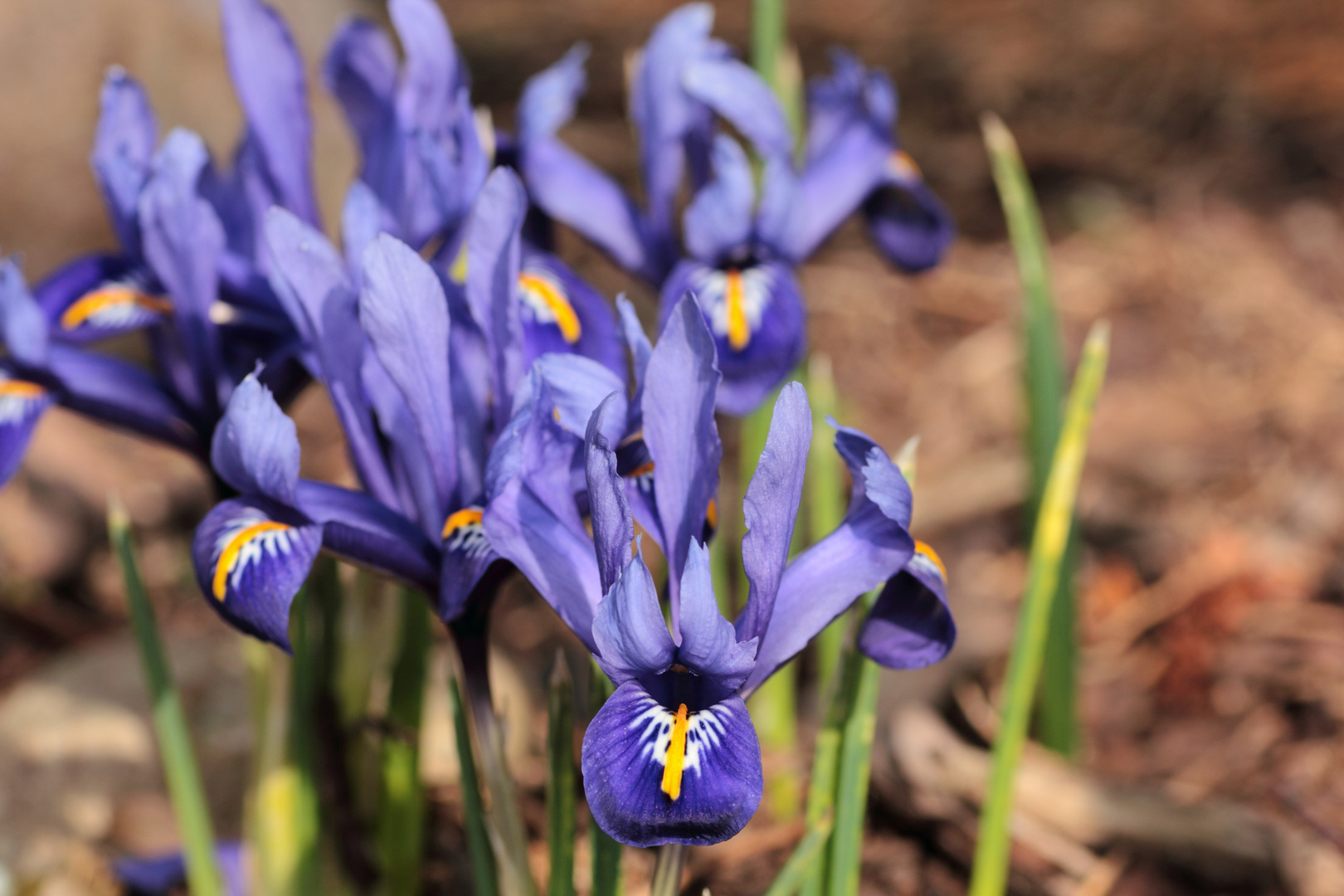 Kleine Lilien