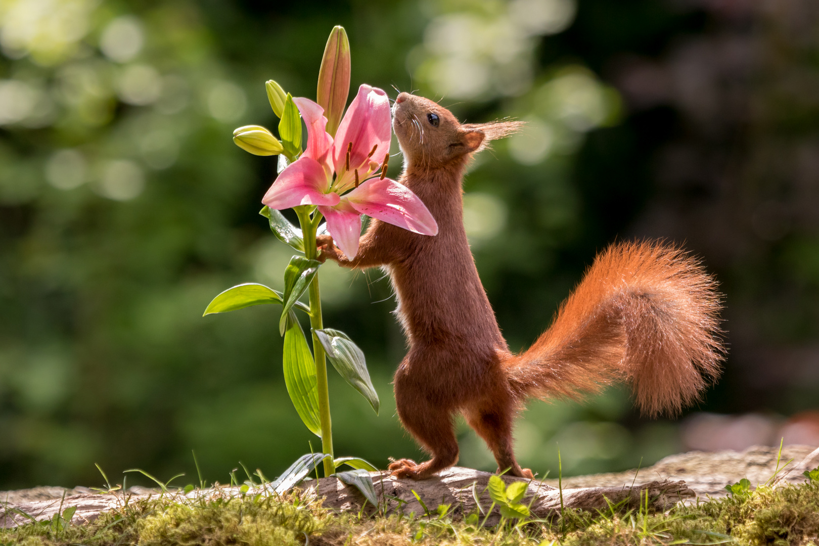 Kleine Lilienfee