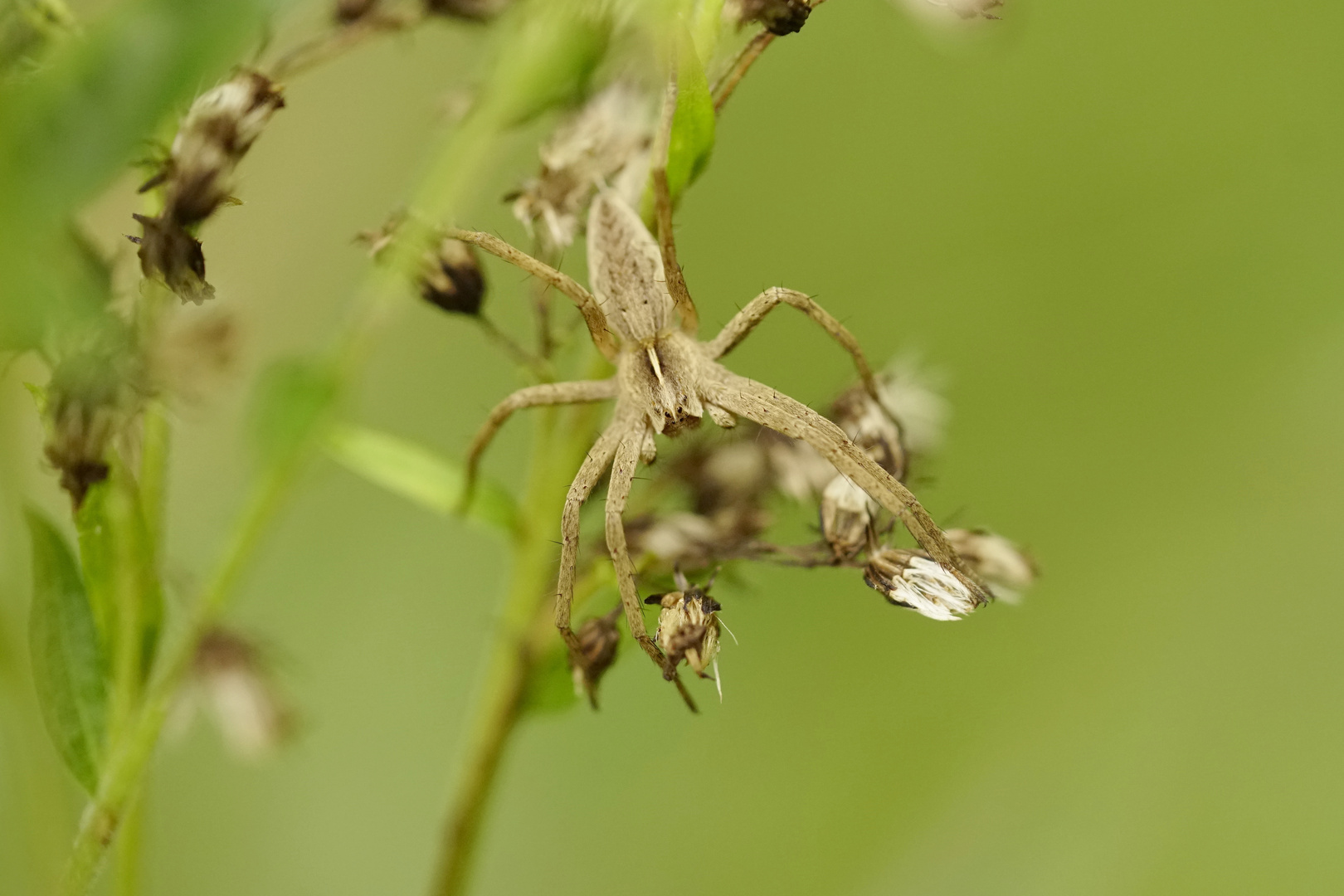 Kleine Listspinne 