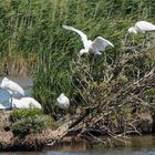 Kleine Löffler-Kolonie im Feuchtgebiet hinter dem Seedeich bei Greetsiel