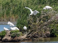 Kleine Löffler-Kolonie im Feuchtgebiet hinter dem Seedeich bei Greetsiel