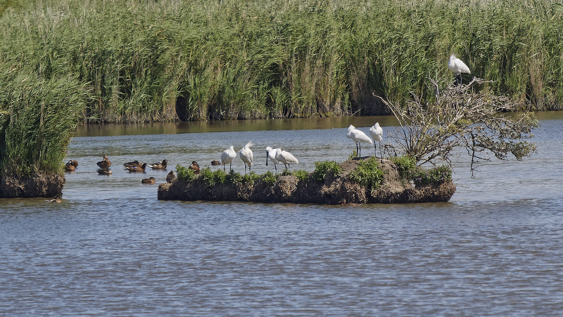 Kleine Löfflerinsel bei Hauen/Greetsiel im Feuchtgebiet hinterm Deich