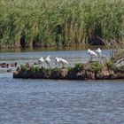 Kleine Löfflerinsel bei Hauen/Greetsiel im Feuchtgebiet hinterm Deich