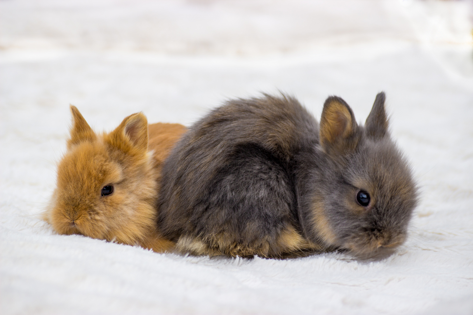 Kleine Löwenköpchen Hasen Babys