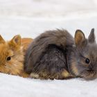 Kleine Löwenköpchen Hasen Babys