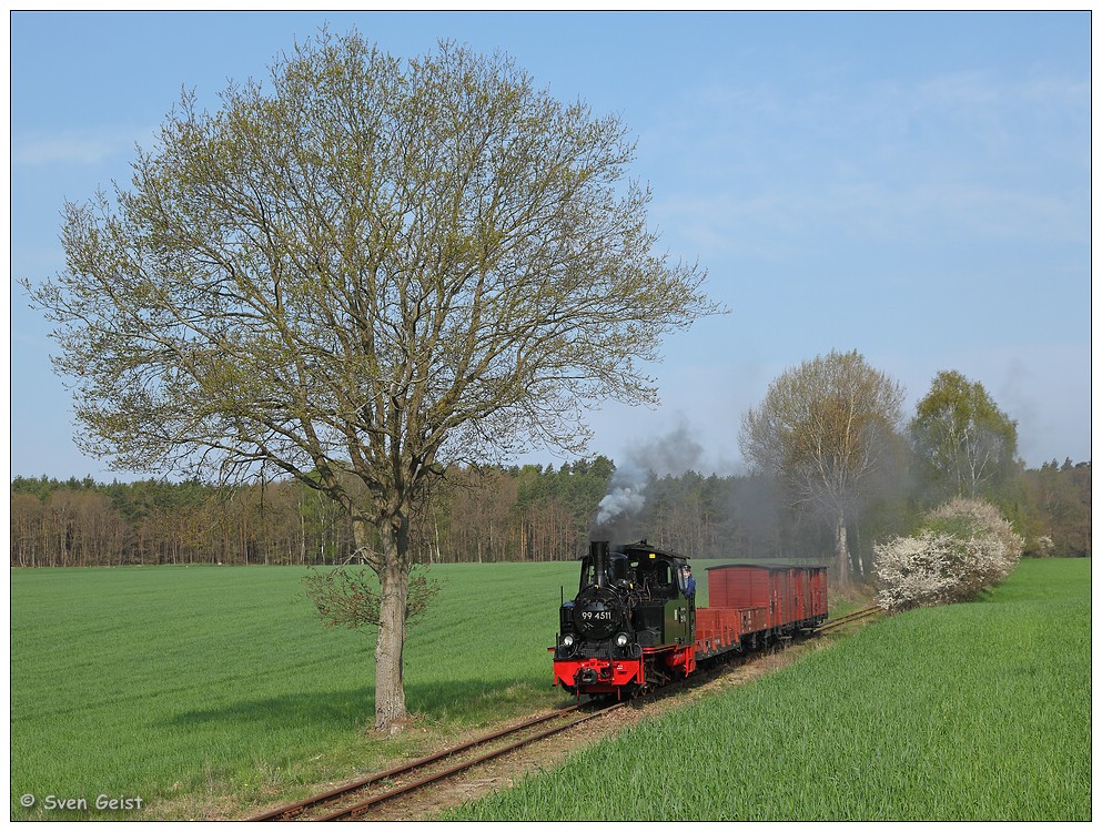 Kleine Lok an hohem Baum vorm Tüchener Überweg