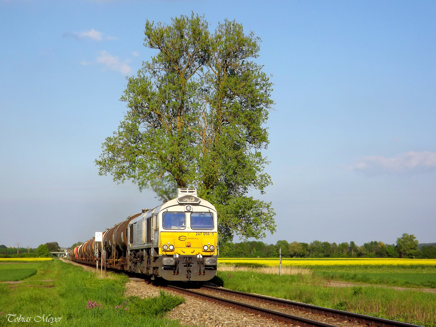 kleine Lok, großer Baum