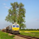 kleine Lok, großer Baum