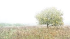 Kleine Lummersbach. im Nebel