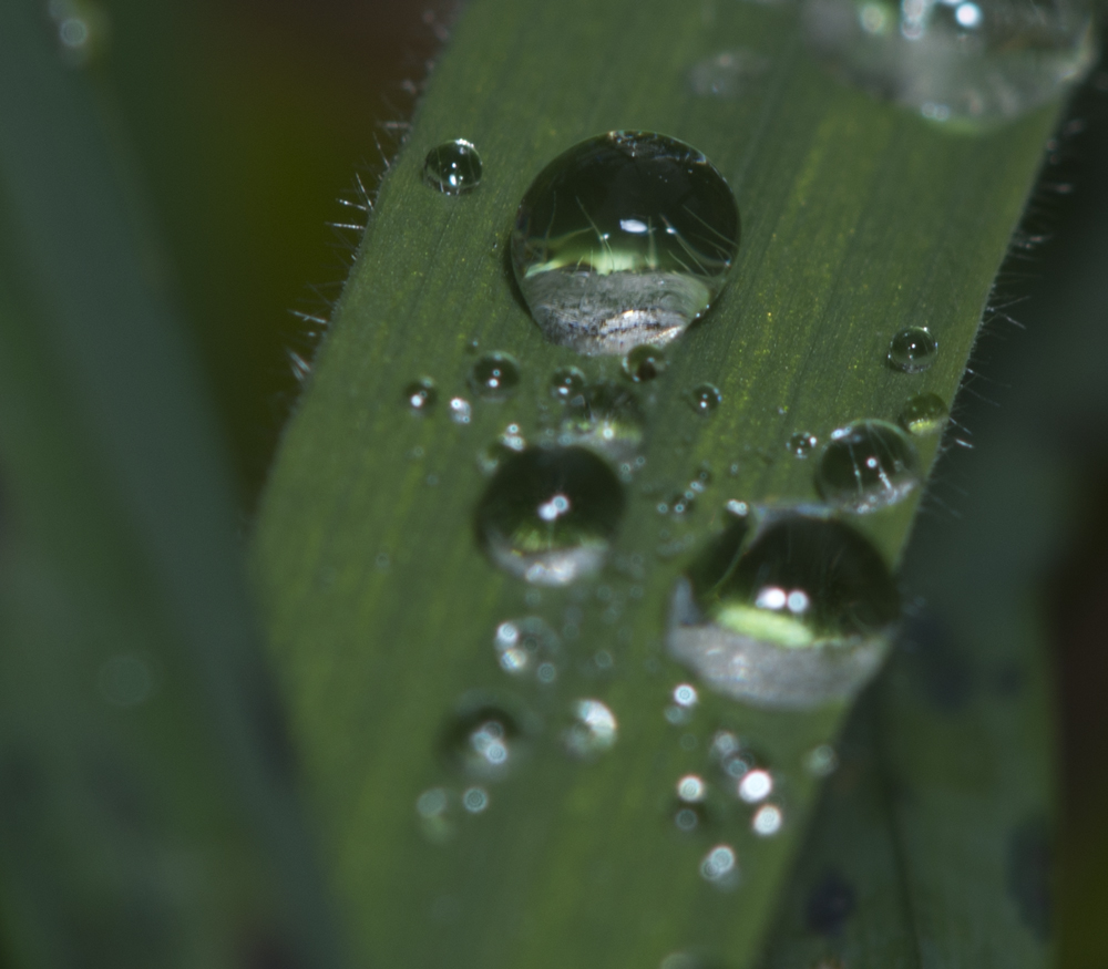 kleine Lupen