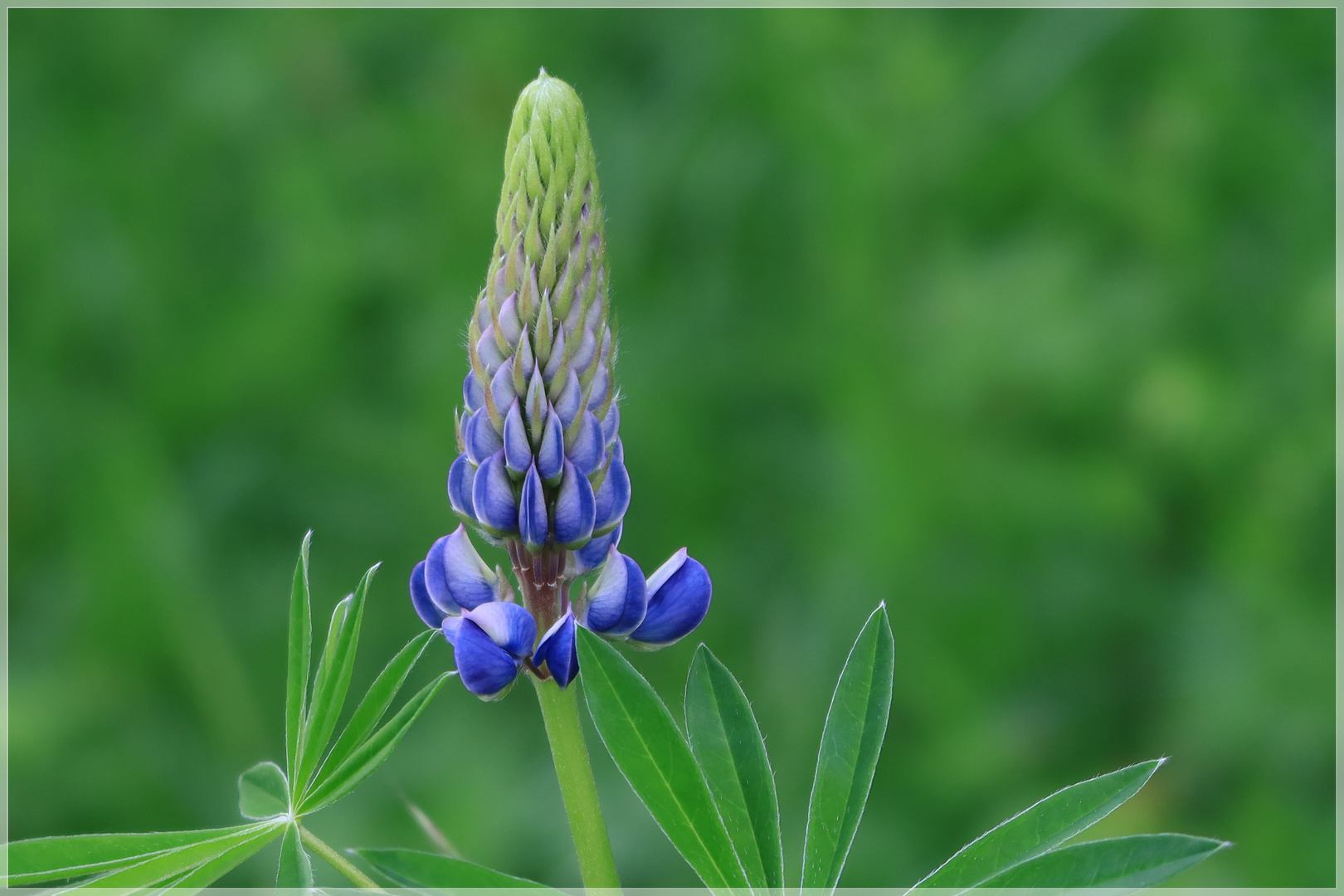 Kleine Lupine